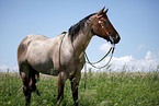 standing Quarter Horse