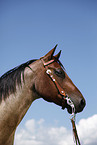 Quarter Horse Portrait
