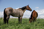 Quarter Horse and Trakehner