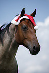 Quarter Horse with Santa Hat