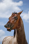 Quarter Horse