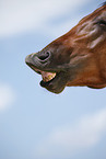 Quarter Horse