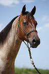 Quarter Horse