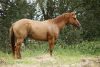 Quarter Horse