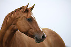 Quarter Horse