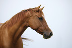 Quarter Horse