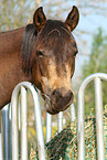 Quarter Horse Portrait