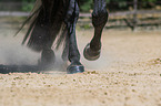 Quarter Horse hoofs