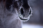 Quarter Horse