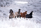 Quarter Horse with Paint Horse