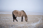 Quarter Horse
