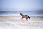 Quarter Horse