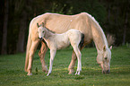 Quarter Horse foal with mother