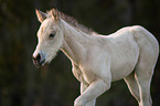 Quarter Horse foal