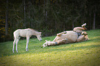 Quarter Horse foal with mother