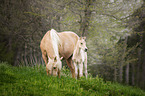Quarter Horse foal with mother