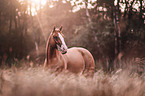 Quarter Horse