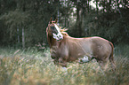 Quarter Horse portrait