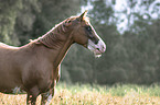 Quarter Horse portrait