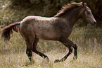 galloping Quarter Horse