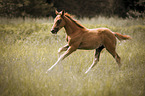 galloping Quarter Horse