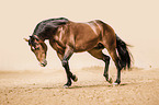trotting Quarter Horse