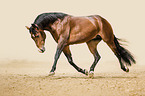trotting Quarter Horse