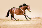 galloping Quarter Horse