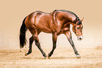 trotting Quarter Horse