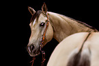 Quarter Horse portrait