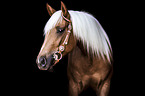 Quarter Horse portrait