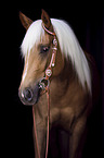 Quarter Horse