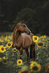 standing Quarter Horse