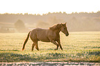 galloping Quarter Horse