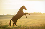 rising Quarter Horse