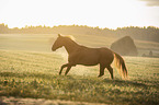 galloping Quarter Horse