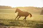 galloping Quarter Horse