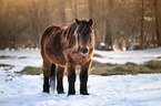 Quarter Horse
