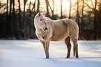 Quarter Horse