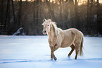 trotting Quarter Horse