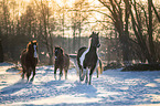 Quarter Horses