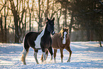 Quarter Horses