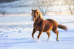 galloping Quarter Horse
