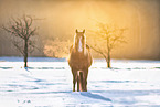 Quarter Horse