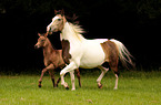 trotting Quarter Horses