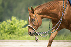Quarter Horse Portrait
