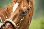 Quarter Horse Portrait