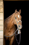 Quarter Horse Portrait