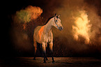 Quarter Horse with holi powder