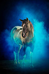 Quarter Horse with holi powder